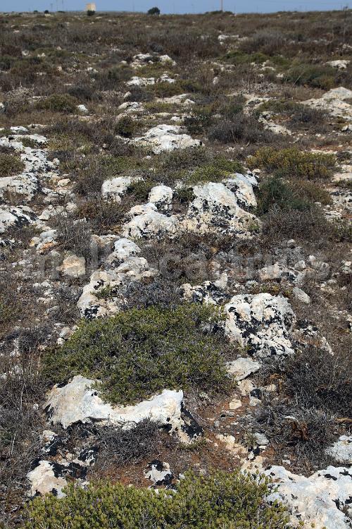 Qallilija 5a