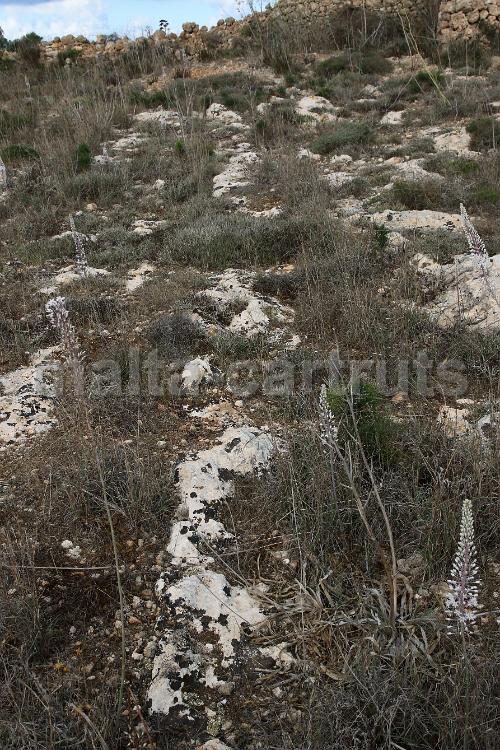 Tan-Nadur 4a - 02
