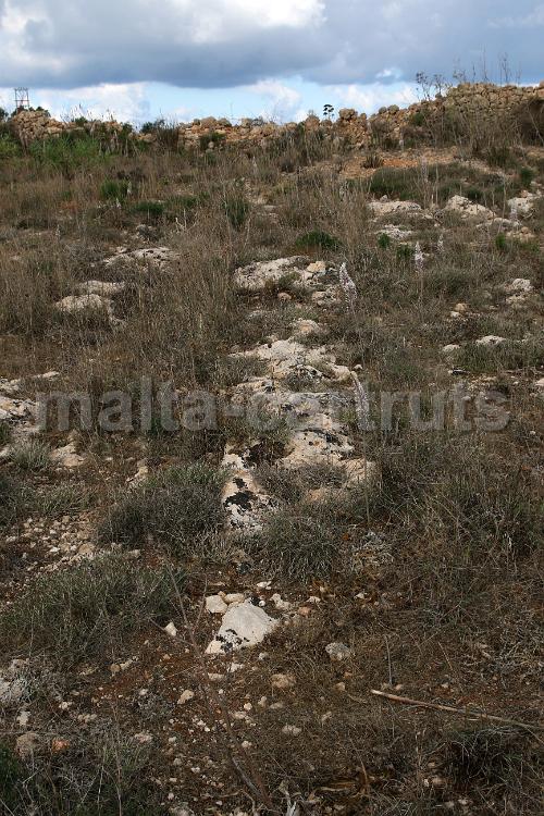 Tan-Nadur 5b - 01