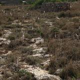 Tan-Nadur 5a